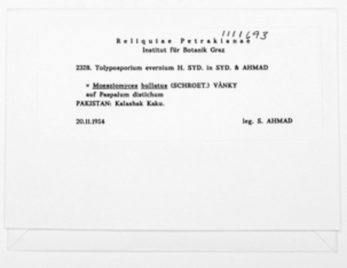 Tolyposporium evernium image